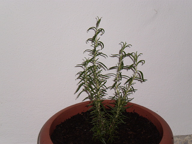 P3030065 P3030065