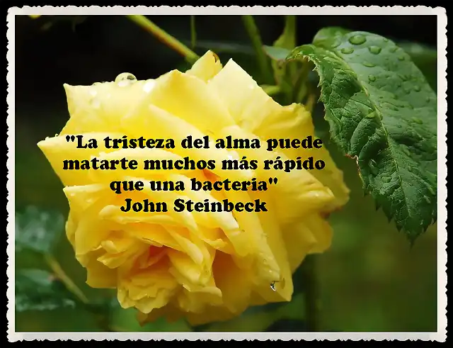 CITAS FRASES PENSAMIENTOS 222 (29)