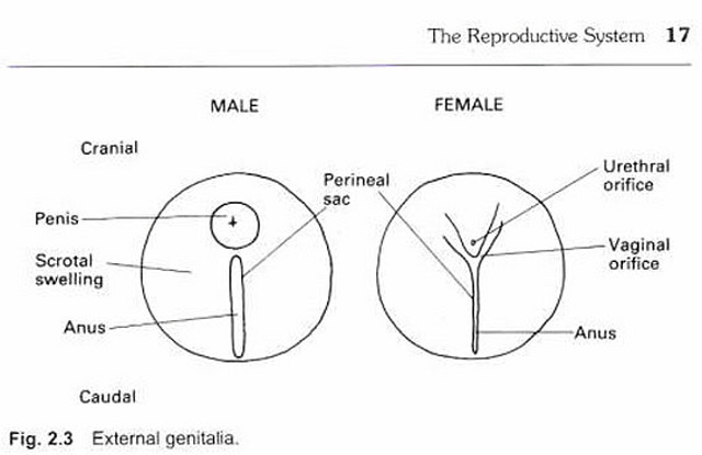 reproductive