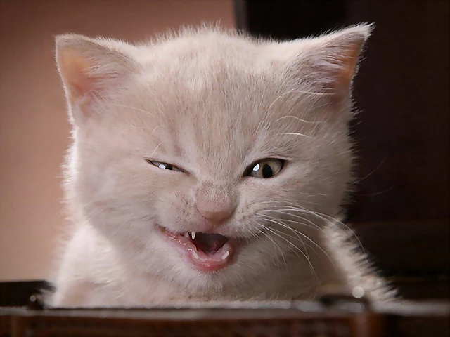 gato gato