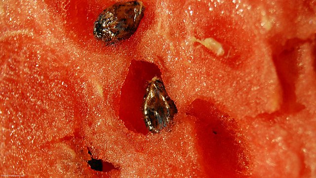 Watermelon-Closeup-1