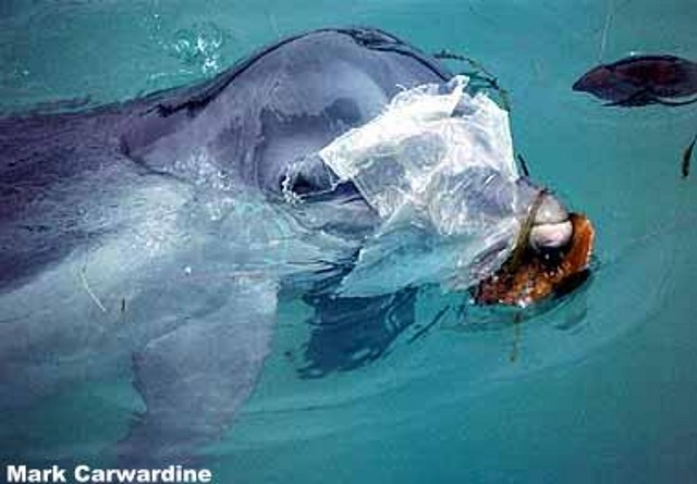 delfin delfin