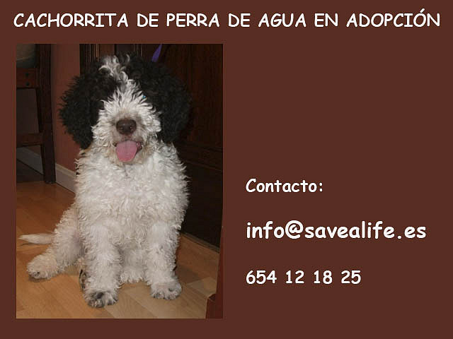 cachorrita en adopcin