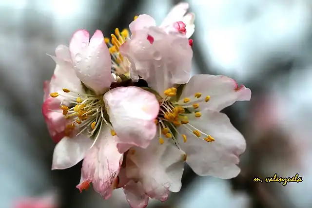 05, flor del almendro, marca