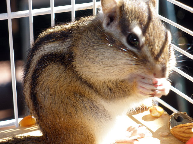 iris comiendo