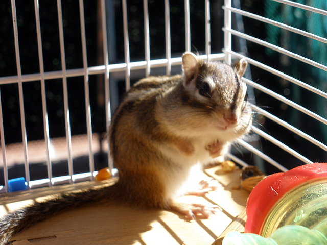 iris comiendo 2