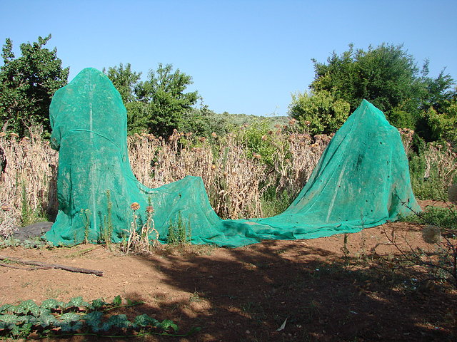 ciruelo protegidos