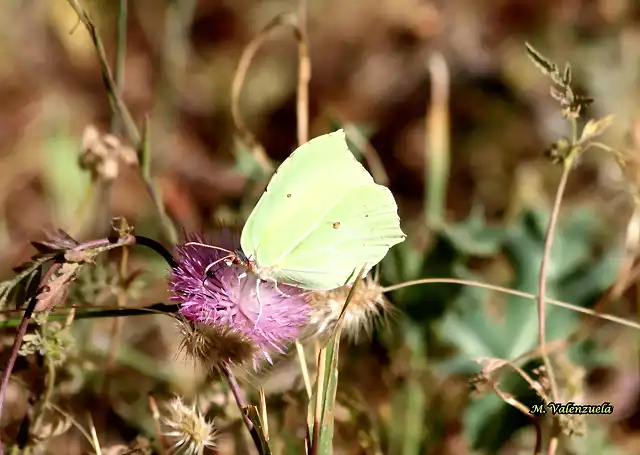 16, mariposa verde, marca