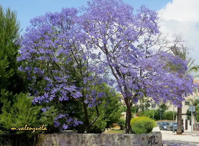 05, jacaranda junto a la polica, marca