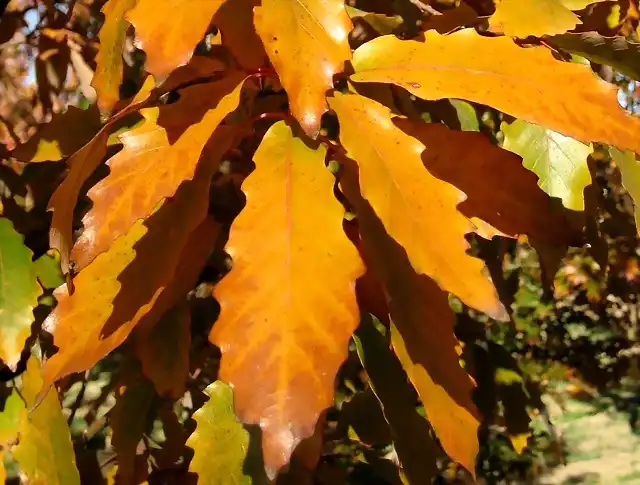Quercus muehlenbergii-Keith A williamson
