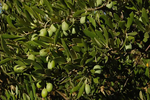 Olea europaea