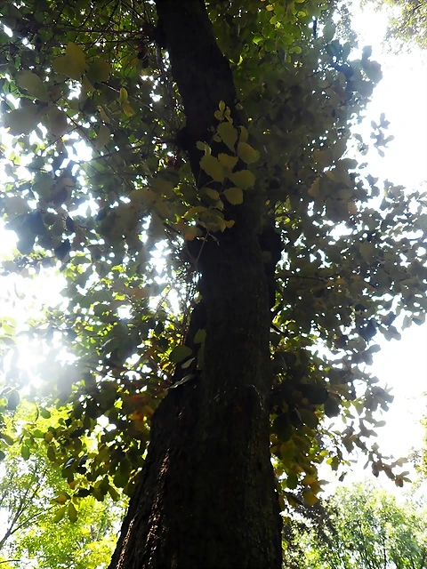 quercus-crassifolia2 quercus-crassifolia2