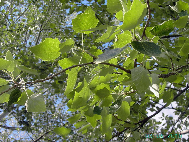 Hojas de abedul