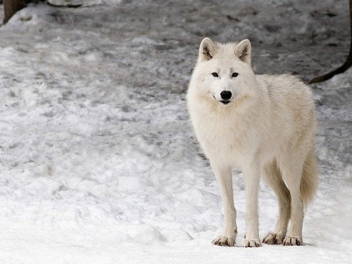 lobo blanco