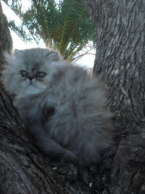 Bruma - Hembra Silver Tabby Blotched