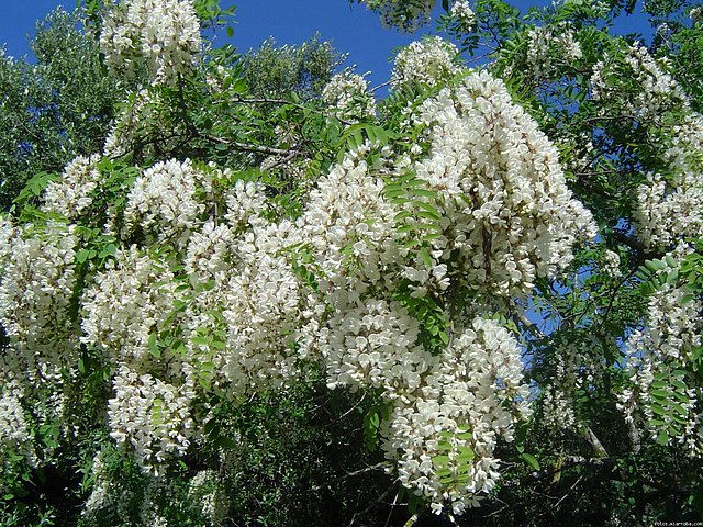 Robinia pseudoacacia