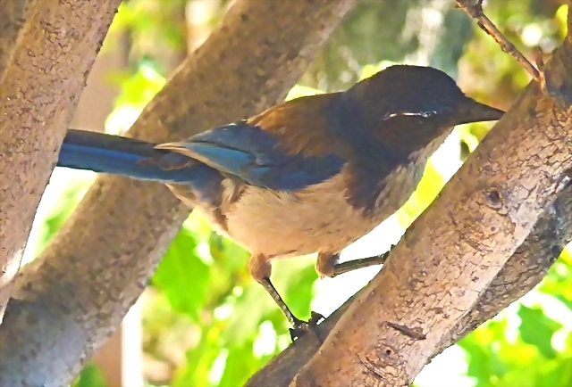 Aphelocoma californica Aphelocoma californica