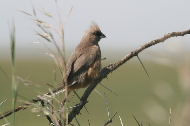 Rietvlei Nature Reserve 7-02-09 189 Rietvlei Nature Reserve 7-02-09 189