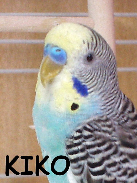 kiko