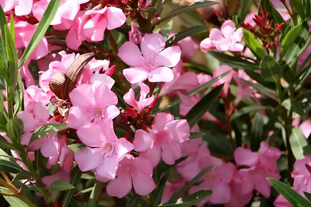 010, flor de la adelfa