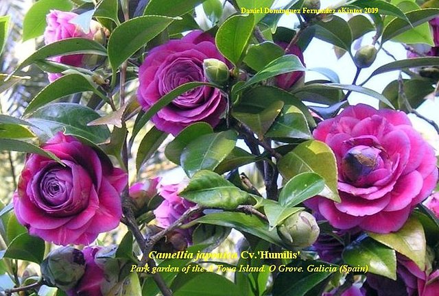 Camellia japonica 'Humilis'