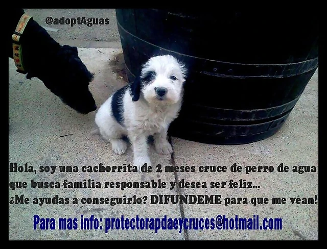 cachorrita de 2 meses cachorrita de 2 meses
