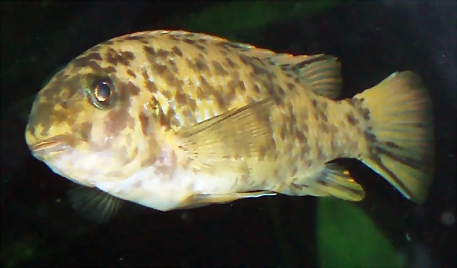 Labeotropheus trewavasae Labeotropheus trewavasae