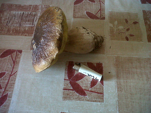 BOLETUS 2011