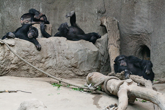 Zoo Leipzig 20-06-11 301 Zoo Leipzig 20-06-11 301