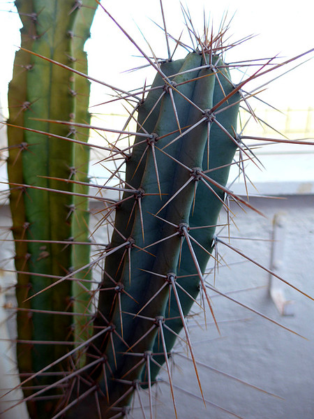 Cactus 02