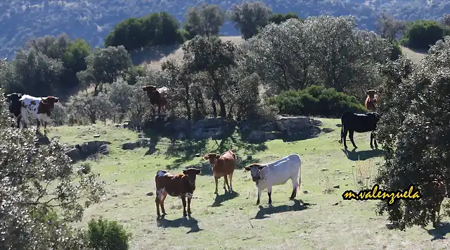 22, hato de vacas, marca