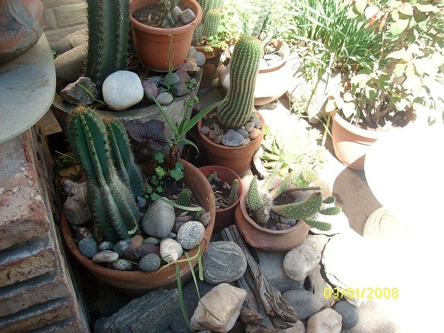 mis cactus