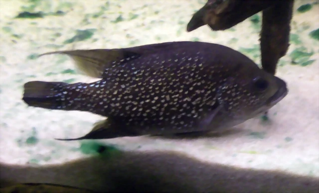 Paratilapia polleni 2 (11-8-13 Zoo de Plzen) Paratilapia polleni 2 (11-8-13 Zoo de Plzen)