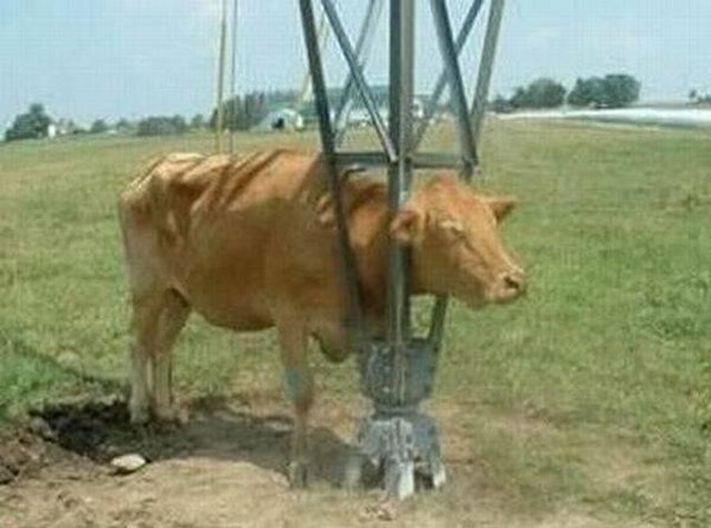 vaca vaca