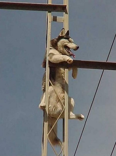perro perro