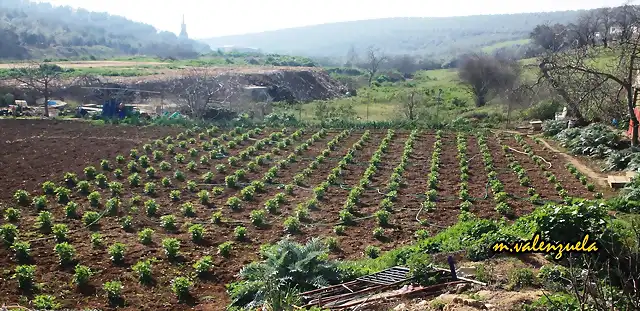 01, huerta del colma, marca