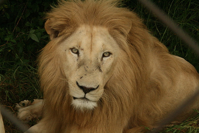 Rhino & Lion Nature Reserve 15-03-09 267 Rhino & Lion Nature Reserve 15-03-09 267