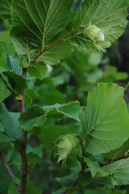 Corylus