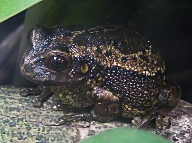 Gastrotheca riobambae 2 (1-10-23 Zoo de Quito) Gastrotheca riobambae 2 (1-10-23 Zoo de Quito)