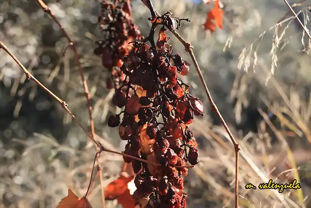 09, racimo de uvas, marca