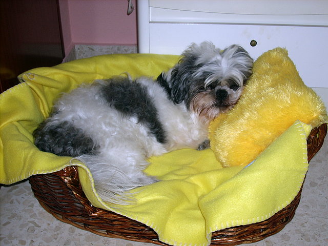 shan cojin amarillo shan cojin amarillo