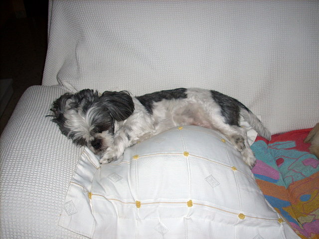 shan cojin shan cojin