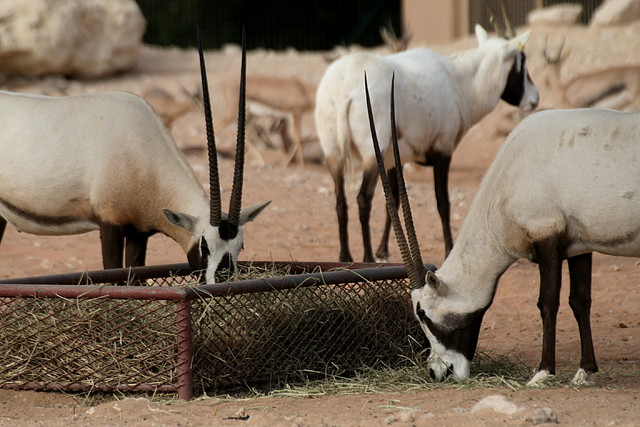 Al Ain Zoo - Atlantis - 19-12-08 253
