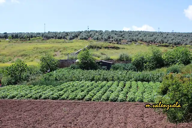 00, patatas y habas, marca