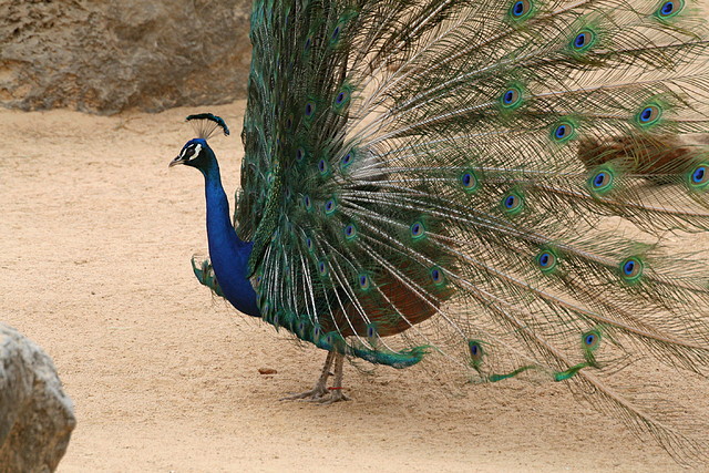 Zoo de Barcelona 14-04-11 312 Zoo de Barcelona 14-04-11 312