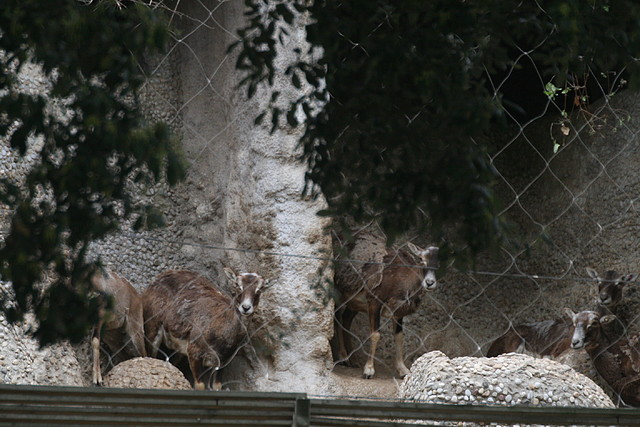 Zoo de Barcelona 14-04-11 422