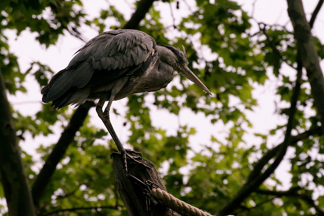 Zoo de Barcelona 14-04-11 481