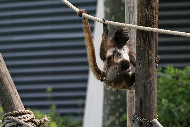 Zoo de Barcelona 14-04-11 505