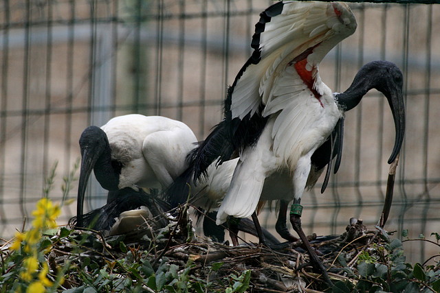 Zoo de Barcelona 14-04-11 447