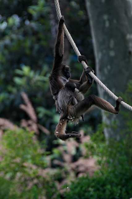 Zoo de Barcelona 14-04-11 526